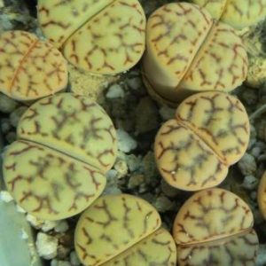 1562.5 lithops bromfieldii v mennellii