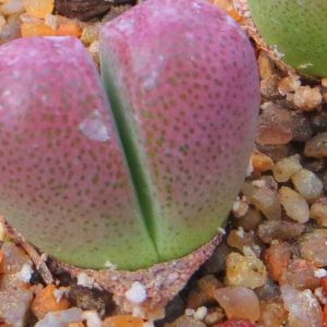 tanquana hilmarii 213 PV