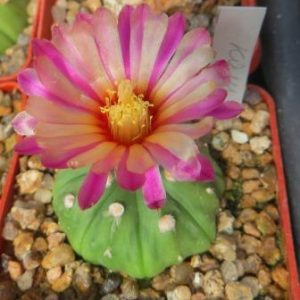 astrophytum rote blute