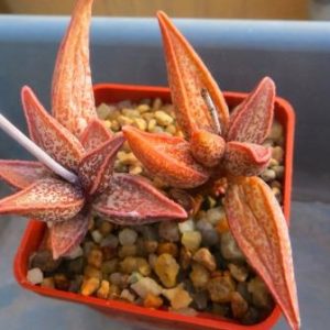 adromischus marianae ( Richtersveld)SL 243