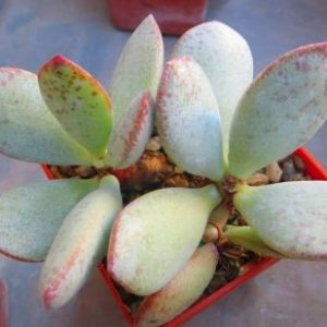 adromischus alstonii  rotundiflorus Namibia