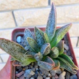 adromischus marianae hybrid Бельгия