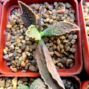 adromischus marianae hybrid