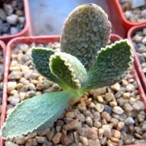 adromischus marianae hybrid