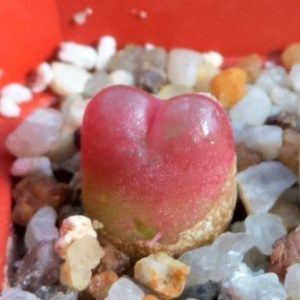 conophytum maughanii