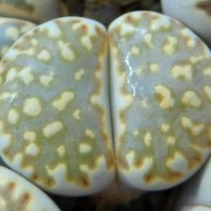 lithops yulii C 063