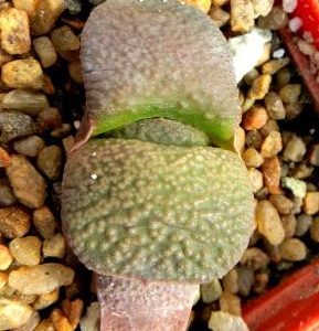 gasteria armstrongii Renni Wong