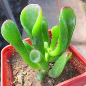 crassula ovata gollum
