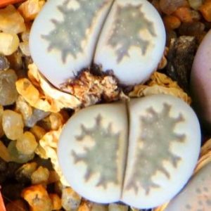 lithops salicola