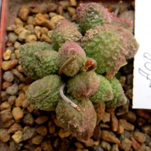 adromischus marianae