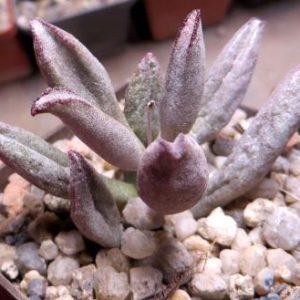 adromischus manae cubusense