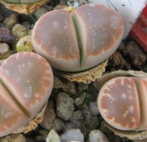 lithops red olive