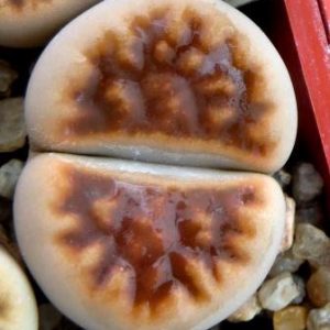 56 lithops karasmontana C193