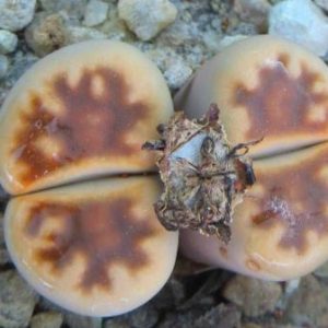 56 lithops karasmontana C193