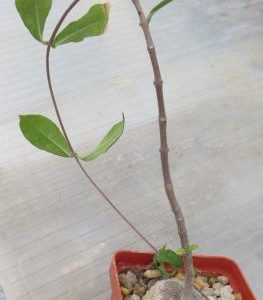 fockea edulis  caudex
