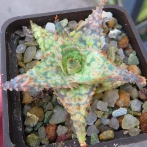 aloe Sunset cultivar