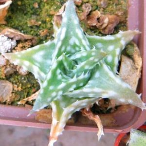 2221 Aloe descoingsii v.augustina MG