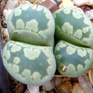 lithops otzeniana 'aquamarine'