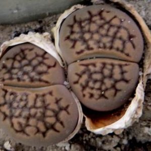 1596.8 lithops hallii