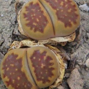 1608.5 lithops hallii ochracea С 303