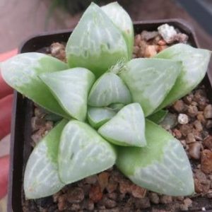 haworthia byakuya mutica