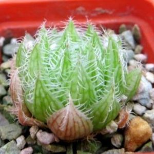 haworthia bolusii var. blackbeardiana