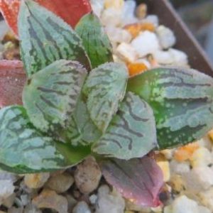 haworthia bayeri jupiter x haworthia black major