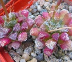 Anacampseros filamentosa subsp. tomentosa
