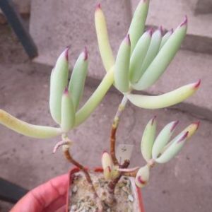 senecio kilimanjaro