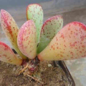 adromischus  spec ЮАР
