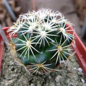 coryphantha echinus