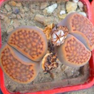 1600 lithops hallii c 90