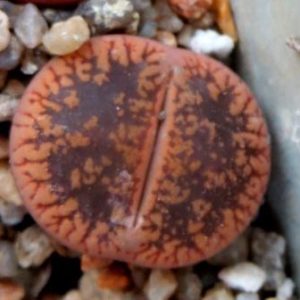lithops aucampiae