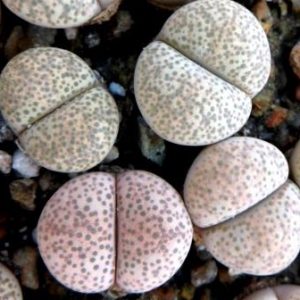 1731.78 lithops terricolor C 34
