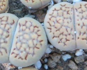 1603 lithops halii  C 158