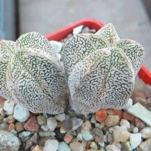 astrophytum onzuka v type