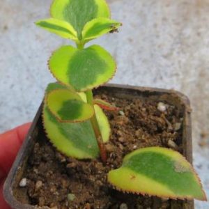 Crassula *Comet*