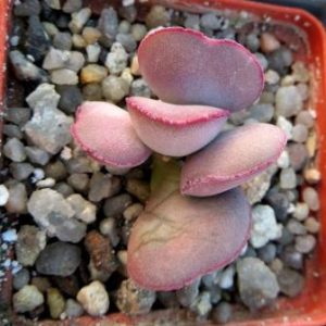 adromischus marianae aurus