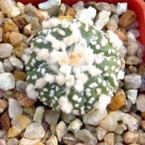 astrophytum hanazono