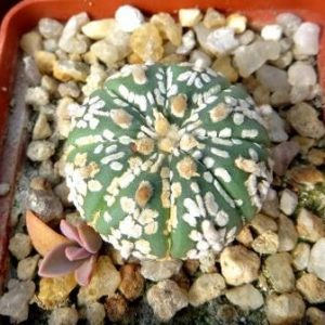 astrophytum super kabuto