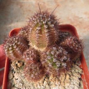 lobivia aurea