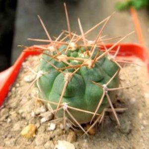21167 Gymnocalycium mostii var. genseri