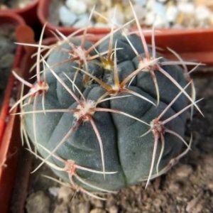 gymnocalycium genseri