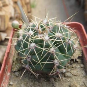 Gymnocalycium chubutense WR 128-182