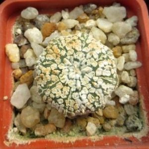 astrophytum super kabuto  gold