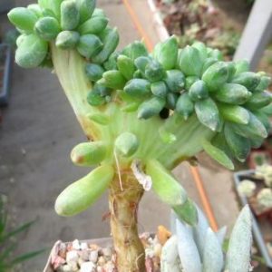 pachyphytum compactum f. cristata