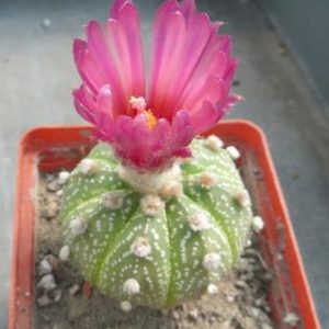 astrophytum rote blute 10 seeds