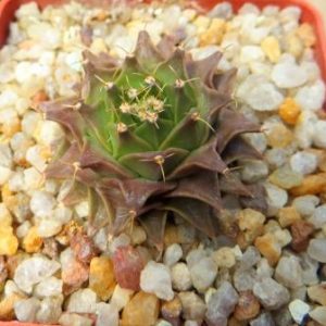 obregonia denegrii