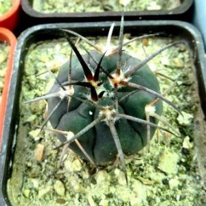gymnocalycium spegazzinii var. horizonthalonius