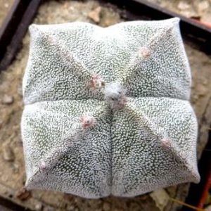 astrophytum myriostigma qwadricostata ball